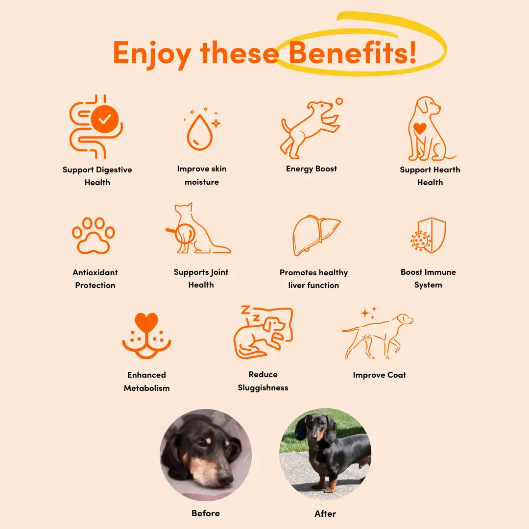 Multivitamin Chew 11 in 1 (Trial Pack)